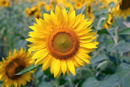 Yellow wildflower